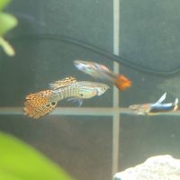 Lots guppys #1