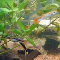 Lots guppys