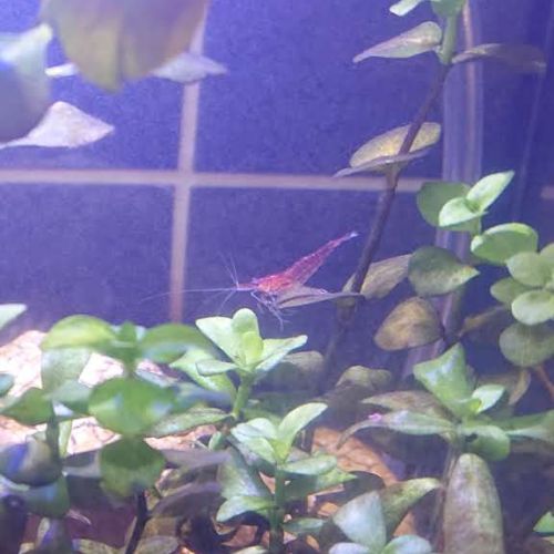 Lots jeunes red cherry pure souche #1