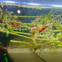 Lots jeunes red cherry pure souche