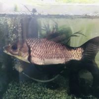 Donne poisson rouge qui a beaucoup grandi !