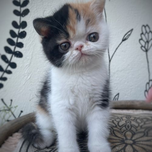 Chatons persan et exotic shorthair