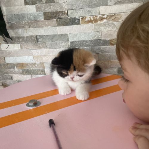 Chatons persan et exotic shorthair #2