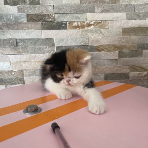 Chatons persan et exotic shorthair #3