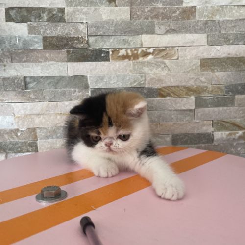 Chatons persan et exotic shorthair #4