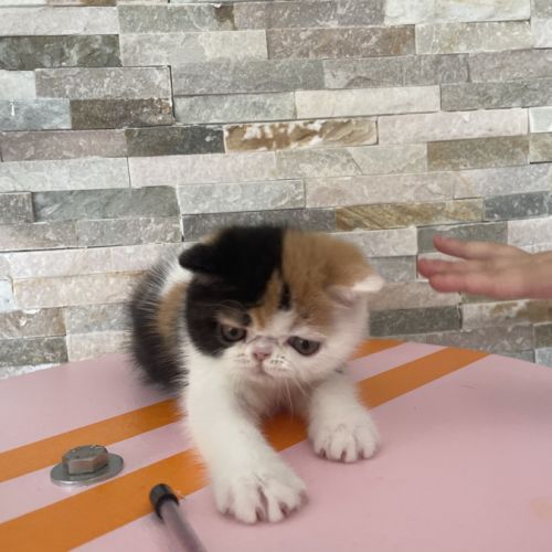 Chatons persan et exotic shorthair #5