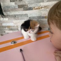 Chatons persan et exotic shorthair #2
