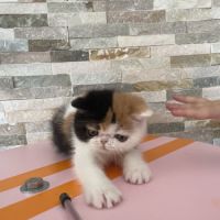 Chatons persan et exotic shorthair #5