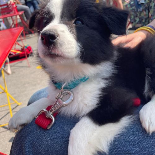 Chiots border collie lof lignée beauté #2