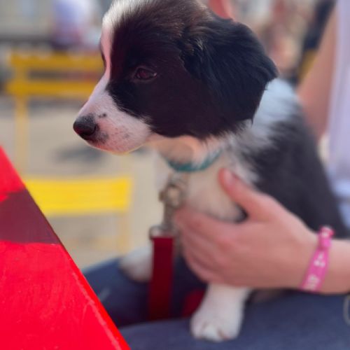 Chiots border collie lof lignée beauté #3