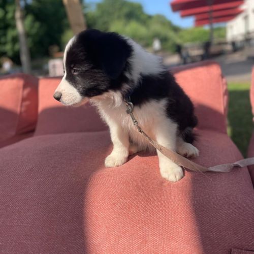 Chiots border collie lof lignée beauté