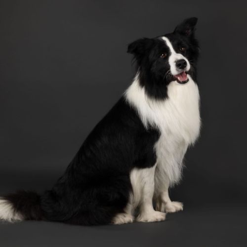 Chiots border collie lof lignée beauté #5