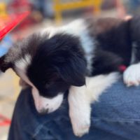 Chiots border collie lof lignée beauté #1