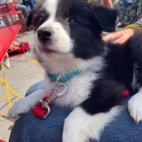 Chiots border collie lof lignée beauté #2