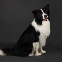 Chiots border collie lof lignée beauté #5