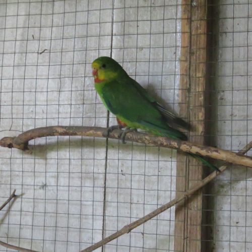 Jeune perruche barraband mâle #0