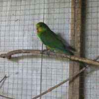 Jeune perruche barraband mâle