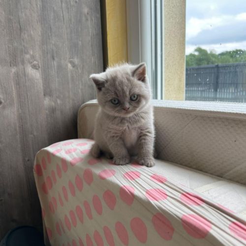 Chatons british shorthair fawn loof à réserver #3