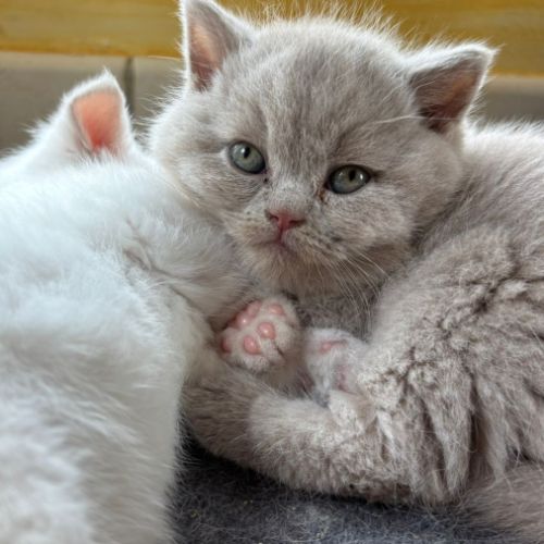 Chatons british shorthair fawn loof à réserver #6