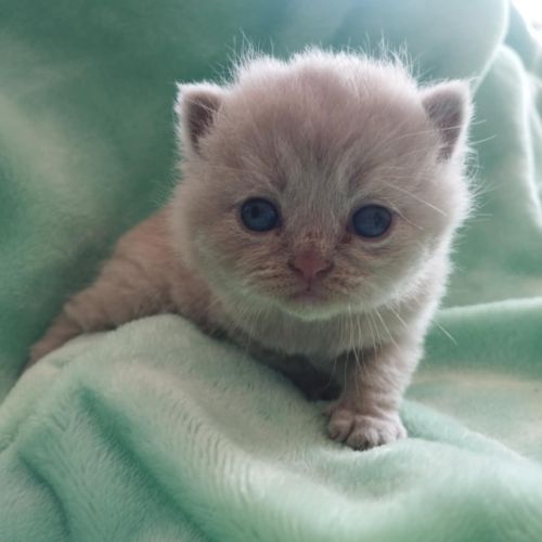 Chatons british shorthair fawn loof à réserver #8