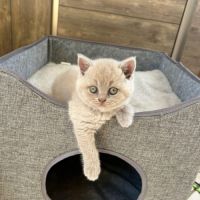 Chatons british shorthair fawn loof à réserver #0