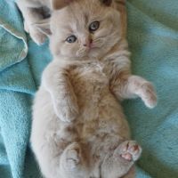 Chatons british shorthair fawn loof à réserver #2