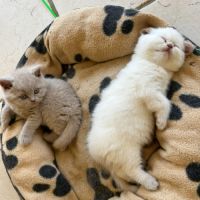 Chatons british shorthair fawn loof à réserver #4