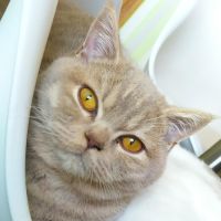 Chatons british shorthair fawn loof à réserver #5