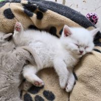Chatons british shorthair fawn loof à réserver #7