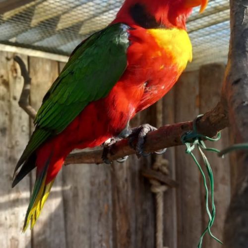 Lori à collier jaune eam #0