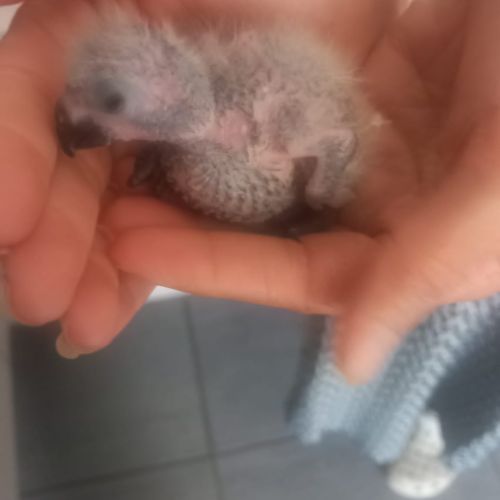 Lori à collier jaune eam #3