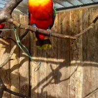 Lori à collier jaune eam #2