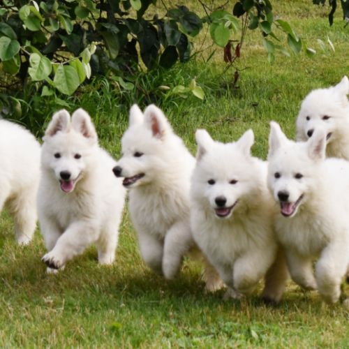 Angie berger blanc suisse lof #2
