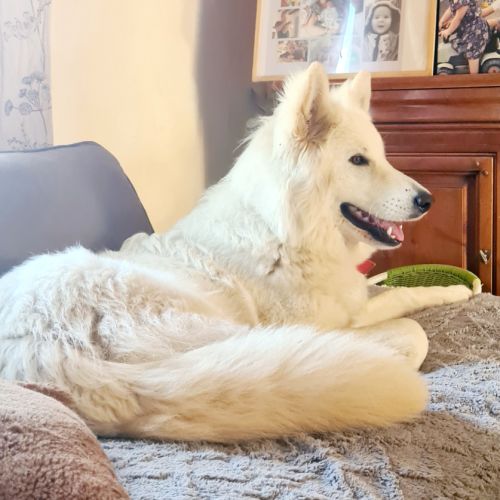 Angie berger blanc suisse lof #3