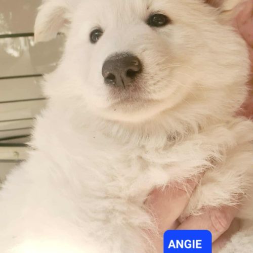 Angie berger blanc suisse lof #0