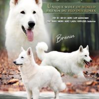 Angie berger blanc suisse lof #1