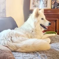 Angie berger blanc suisse lof #3