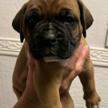 Chiot boxer #2