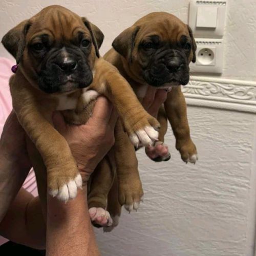 Chiot boxer
