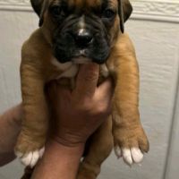 Chiot boxer #4
