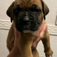 Chiot boxer #5