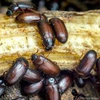 Vend ulomoides dermestoides #1