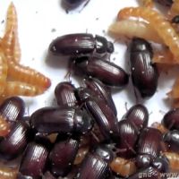 Vend ulomoides dermestoides