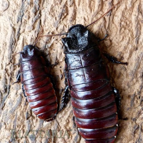 Gromphadorhina portentosa et lucihormetica verruc #2