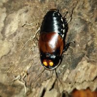 Gromphadorhina portentosa et lucihormetica verruc