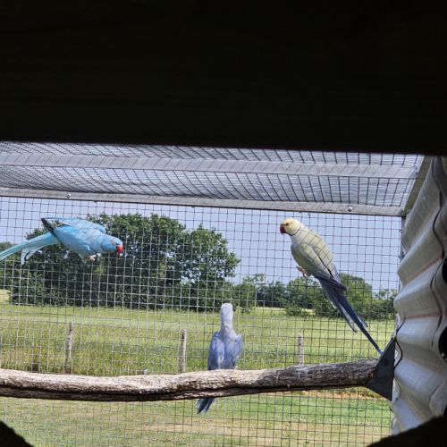 Perruche a collier #1