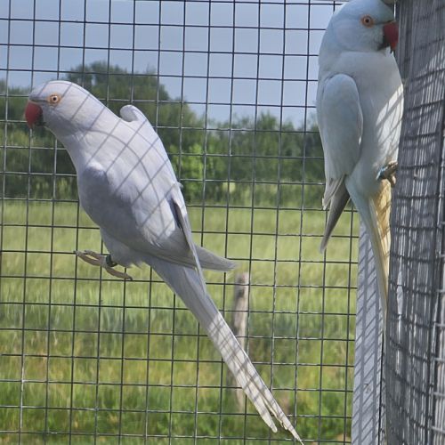 Perruche a collier #2