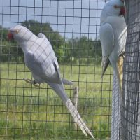 Perruche a collier #2