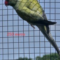 Perruche a collier #3