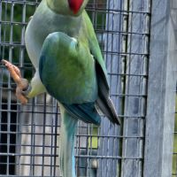 Perruche a collier #5